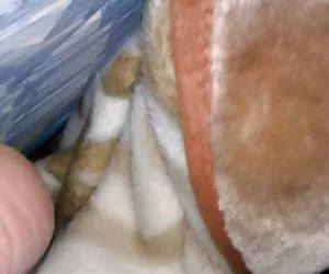 La hermana videos ponor gratis