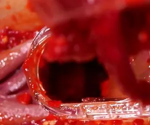 Queensnake.com - pimienta lesbianas 1 videos ponos